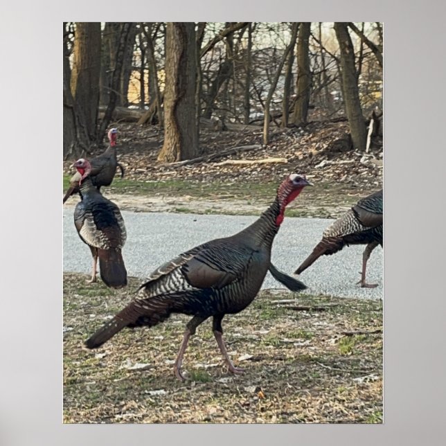 Wild Turkeys Photo Poster (Front)