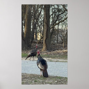 Wild Turkeys Photo Poster