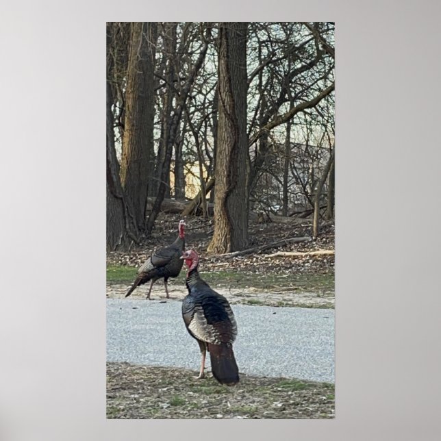 Wild Turkeys Photo Poster (Front)