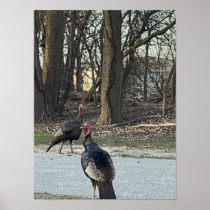 Wild Turkeys Photo Poster