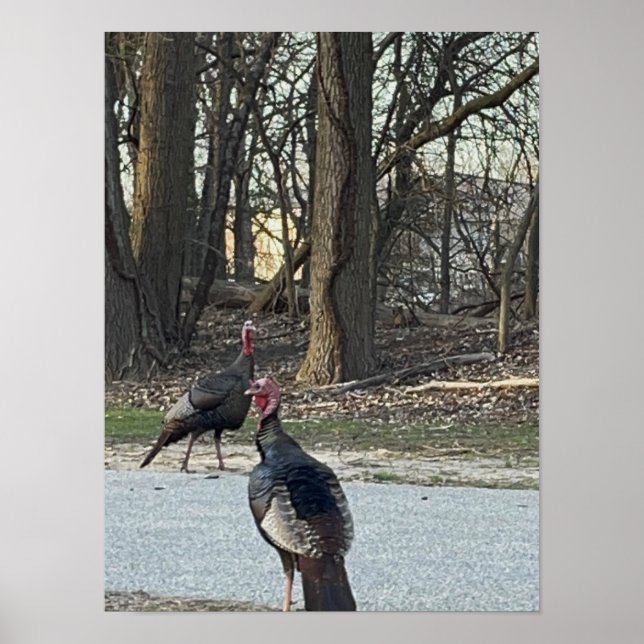 Wild Turkeys Photo Poster (Front)