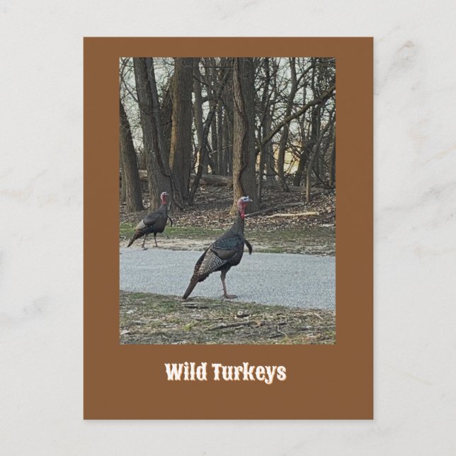 Wild Turkeys Postcard (Front)
