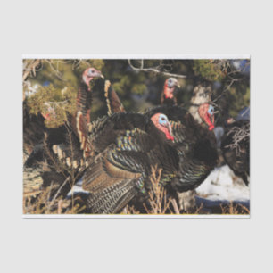 Wild Turkeys Tissue Paper