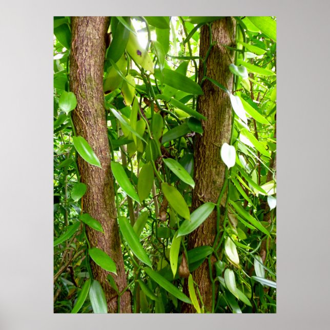 Wild Vanilla Orchid Vines Poster (Front)