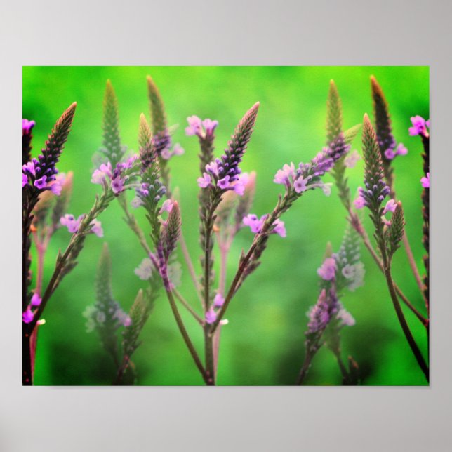 Wild Vervain Flowers Multiplied  Poster (Front)