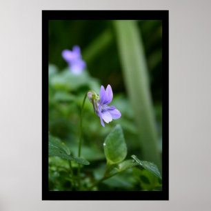 Wild Violets Floral photography Poster