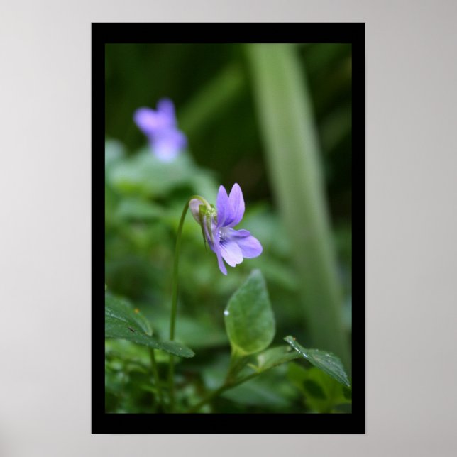 Wild Violets Floral photography Poster (Front)