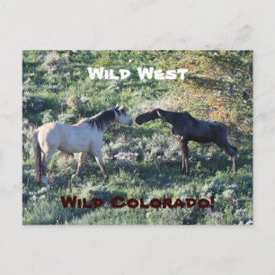Wild West Colorado Funny Postcard