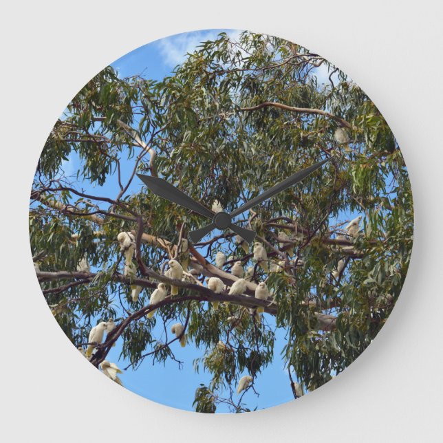 Wild White Australian Cockatoos, Large Clock (Front)