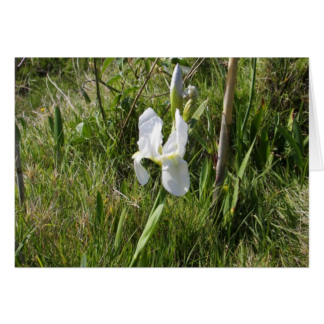 Wild White Canna Lily (Front Horizontal)