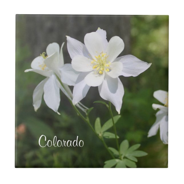 Wild White Columbine Colorado Tile (Front)