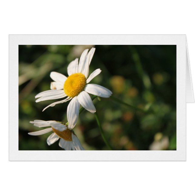 Wild white daisy flowers (Front Horizontal)