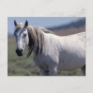 Wild, white horse, Utah Postcard