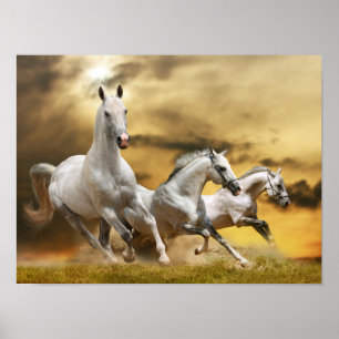 Wild White Horses Poster