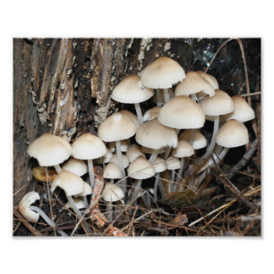 Wild White Mushrooms 10x8 Nature Print