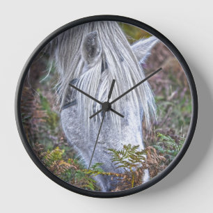 Wild White New Forest Pony Grazing on Bracken Clock