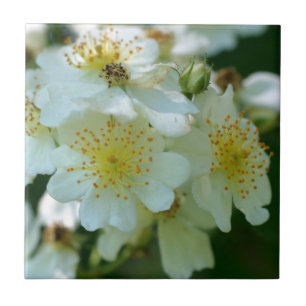 Wild White Rambling Rose Flowers Nature Tile