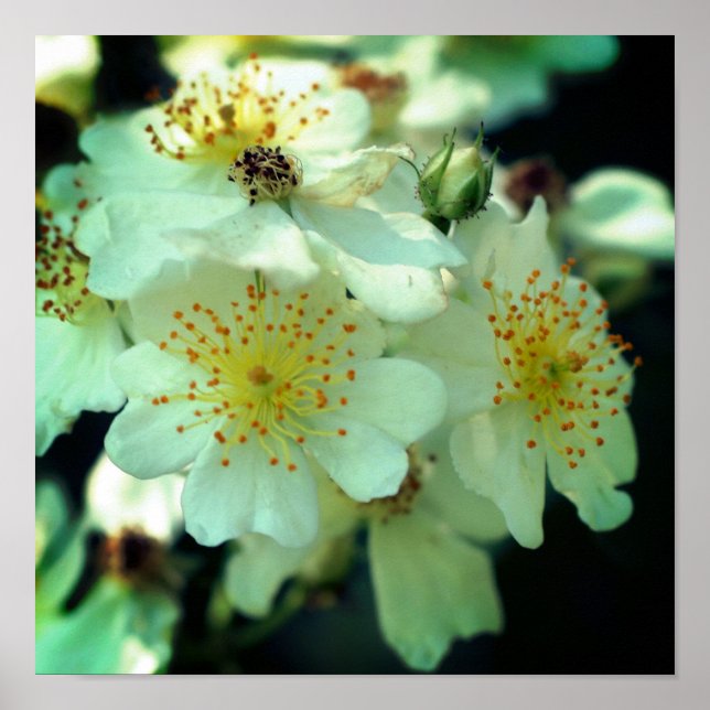 Wild White Rambling Roses Close Up Poster (Front)
