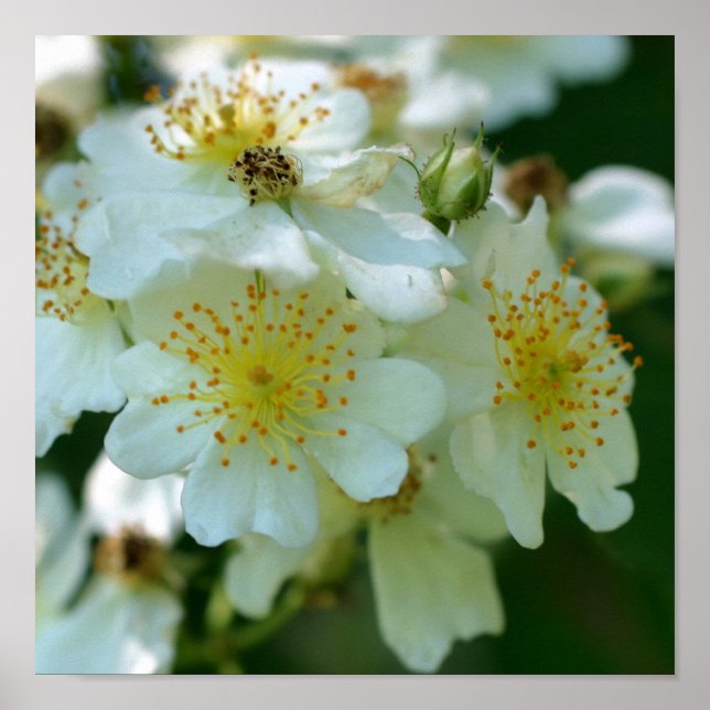 Wild White Rambling Roses Flower Square Poster (Front)