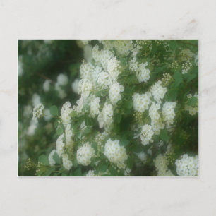 Wild White Rambling Roses Flowers Postcard