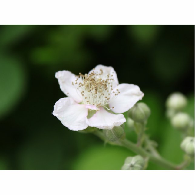 Wild white raspberry flower. standing photo sculpture (Front)