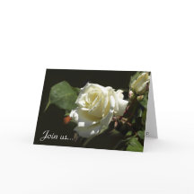 Wild White Rose Greeting Cards
