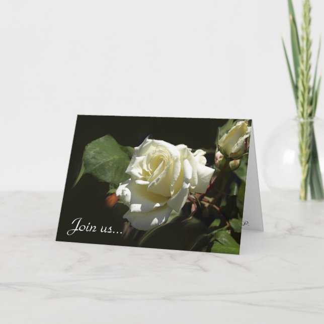 Wild White Rose Greeting Cards (Front)