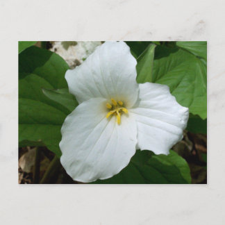 Wild white trillium postcard