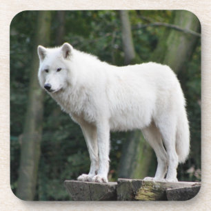Wild white Wolf Coaster