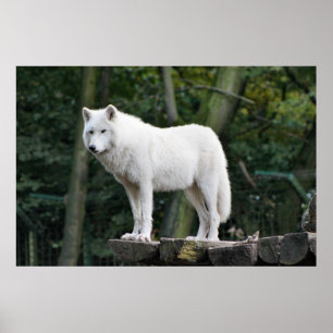 Wild White Wolf Poster