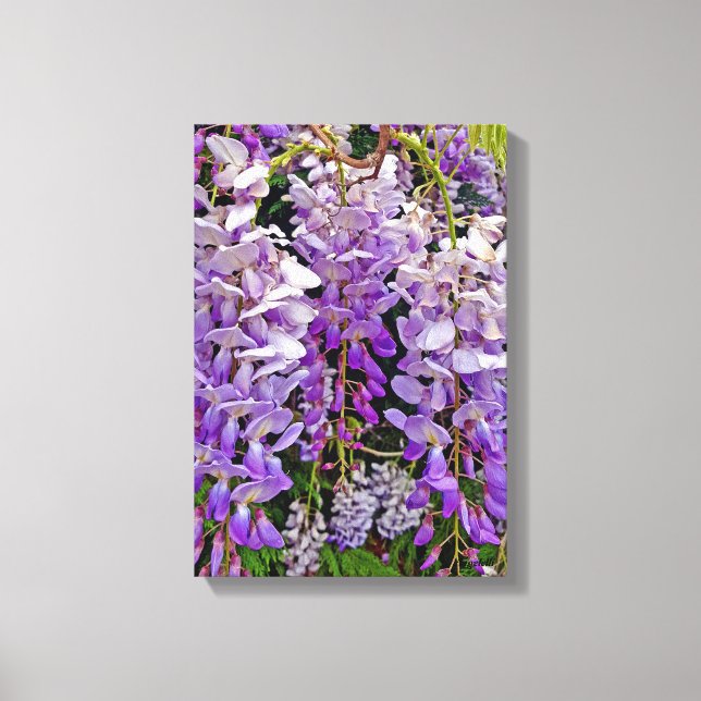 Wild wisteria 11x16 canvas (Front)