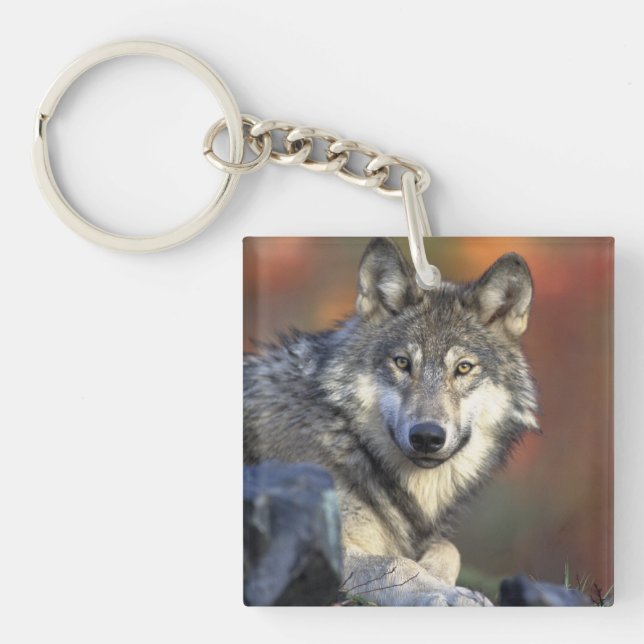 wild wolf key ring (Front)