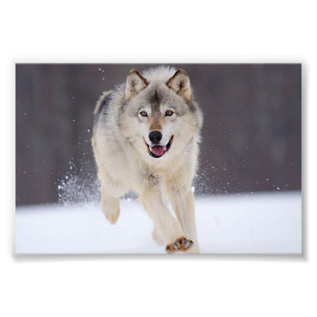 Wild Wolf Photo Print (Front)