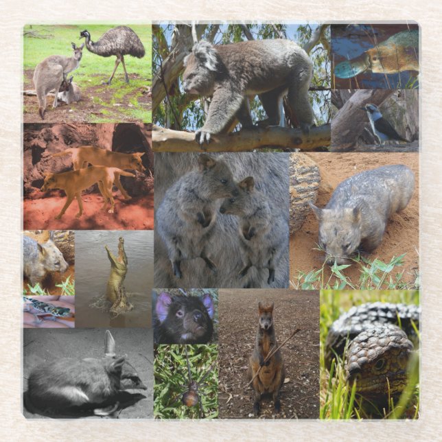 Wild Wonders: Captivating Australian Photo Collage Glass Coaster (Front)