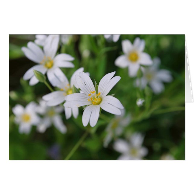 Wild woodland flowers (Front Horizontal)