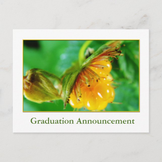 Wild yellow berry graduation announcement postcard (Front)