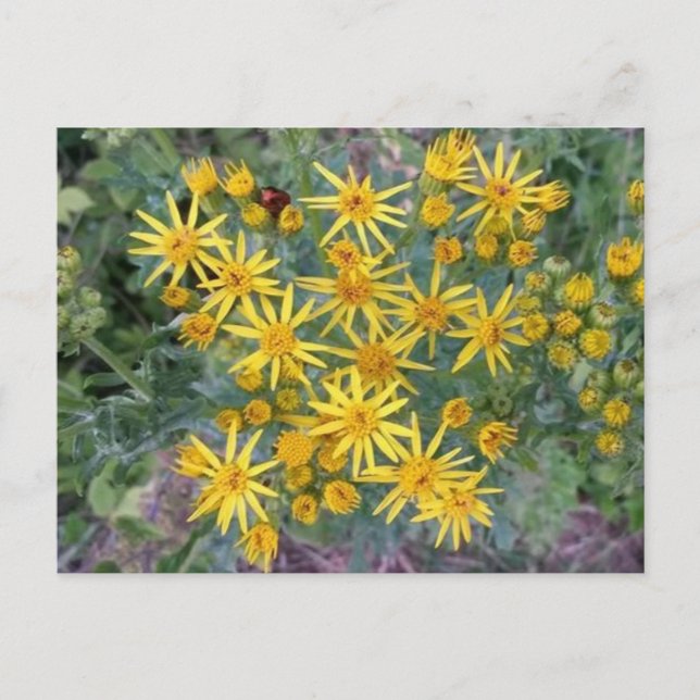 Wild Yellow Flowers Photograph  Postcard (Front)