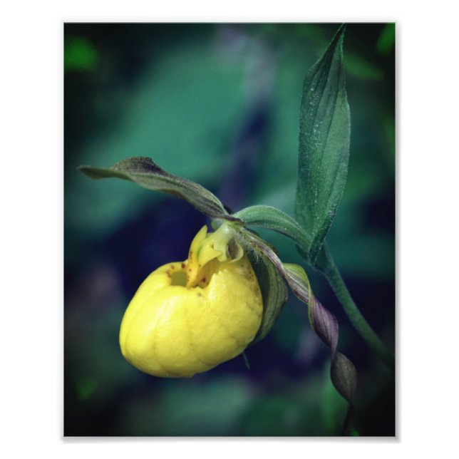 Wild Yellow Lady Slipper Orchid Flower 8x10 Photo Print (Front)