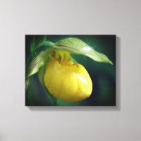 Wild Yellow Lady Slipper Orchid Flower Close Up