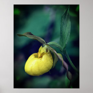 Wild Yellow Lady Slipper Orchid Flower Poster