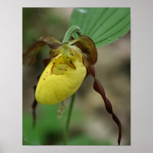 Wild Yellow Lady Slipper Orchid Flower Poster