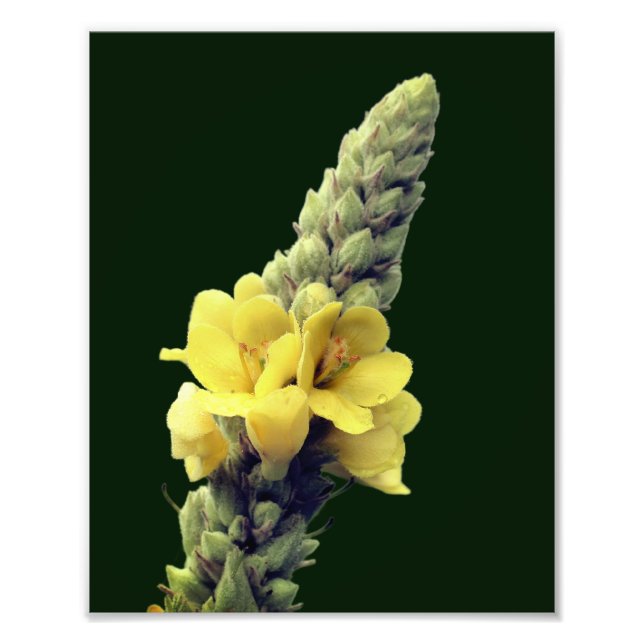 Wild Yellow Mullein Flower 8x10 Photo Print (Front)