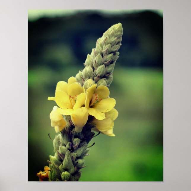 Wild Yellow Mullein Flower  Poster (Front)