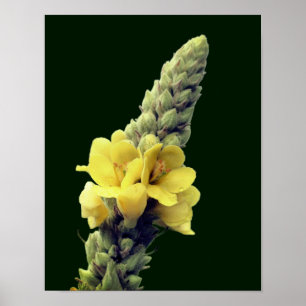 Wild Yellow Mullein Flower  Poster