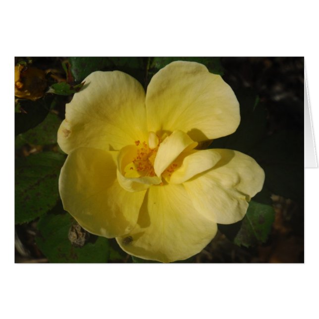 Wild Yellow Rose (Front Horizontal)