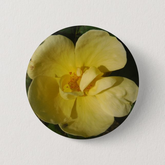 Wild Yellow Rose 6 Cm Round Badge (Front)