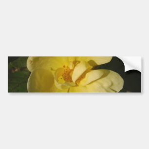 Wild Yellow Rose Bumper Sticker