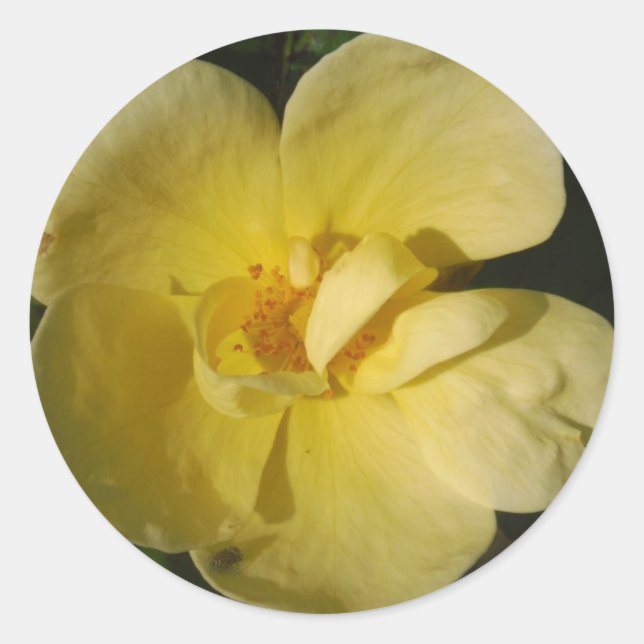 Wild Yellow Rose Classic Round Sticker (Front)