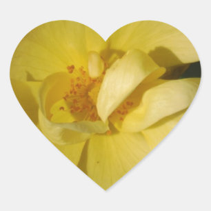Wild Yellow Rose Heart Sticker