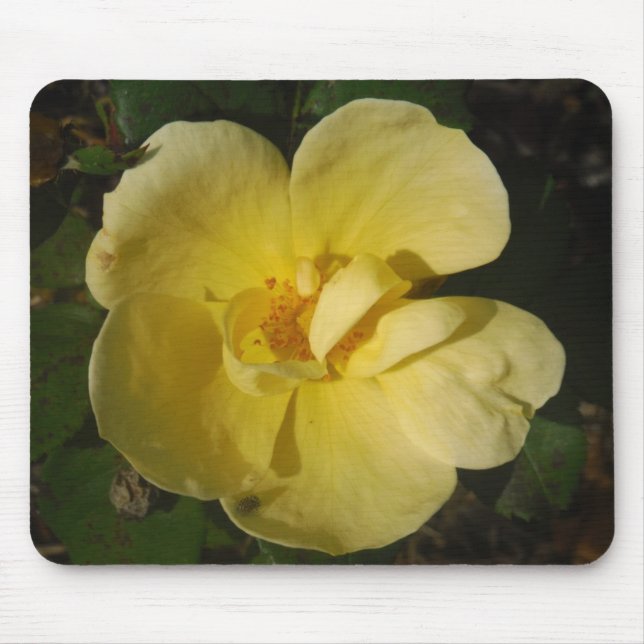 Wild Yellow Rose Mouse Mat (Front)